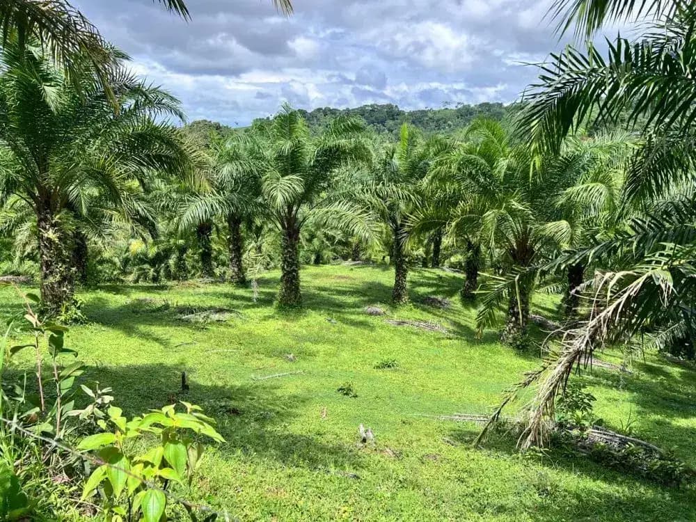 44-hectare farm in Parrita, Costa Rica — photo 1 of 19